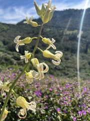 Caulanthus heterophyllus