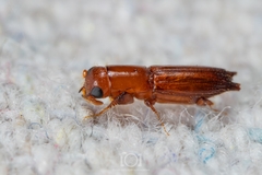 Euplatypus compositus