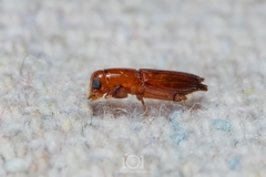 Euplatypus compositus