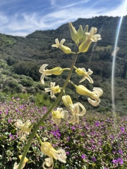 Caulanthus heterophyllus