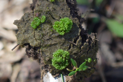 Sphaerocarpos texanus