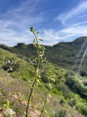 Caulanthus heterophyllus