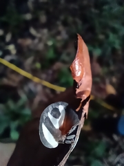 Membracis foliatafasciata