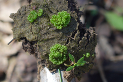 Sphaerocarpos texanus