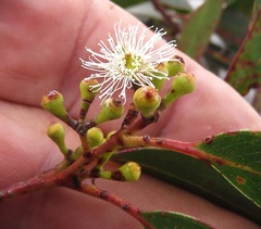 Eucalyptus racemosa