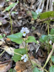 Viola ocellata