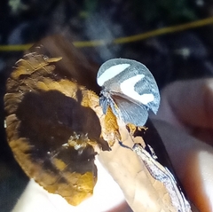 Membracis foliatafasciata