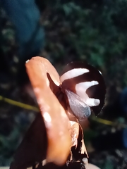 Membracis foliatafasciata