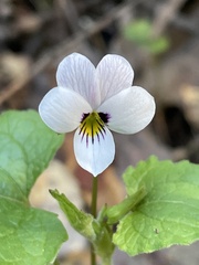 Viola ocellata
