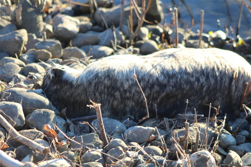 American Badger photographed in Illinois