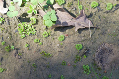 Sphaerocarpos texanus