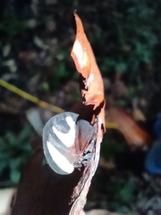 Membracis foliatafasciata