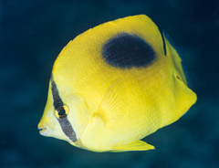 Chaetodon speculum
