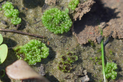 Sphaerocarpos texanus