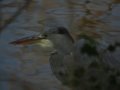 Ardea cinerea