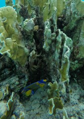 Holacanthus ciliaris