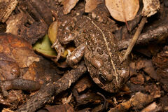 Anaxyrus boreas halophilus