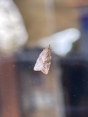 Argyrotaenia franciscana
