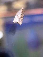 Argyrotaenia franciscana