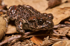 Anaxyrus boreas halophilus
