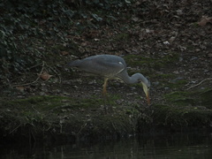 Ardea cinerea