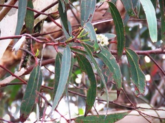 Eucalyptus racemosa
