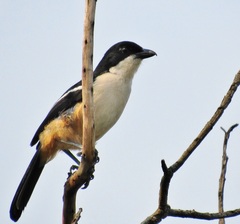 Southern Boubou photo 3