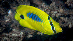 Chaetodon plebeius