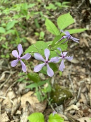 Phlox divaricata laphamii