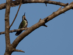 Anthracothorax prevostii