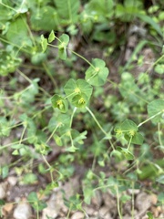 Euphorbia commutata