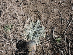 Cirsium ochrocentrum