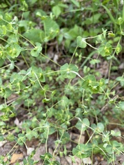 Euphorbia commutata