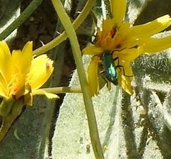 Psilothrix viridicoerulea