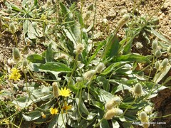 Plantago lagopus