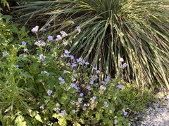 Ageratum houstonianum