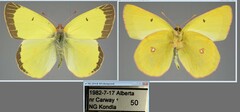 Colias gigantea