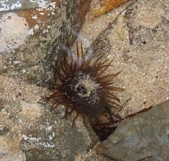 Isactinia olivacea