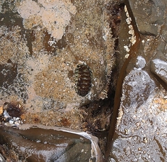 Sypharochiton