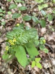 Lithospermum tuberosum