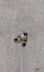 Thallarcha lechrioleuca