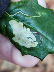 Phytomyza ilicicola