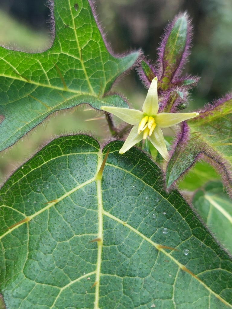 Solanum acerifolium