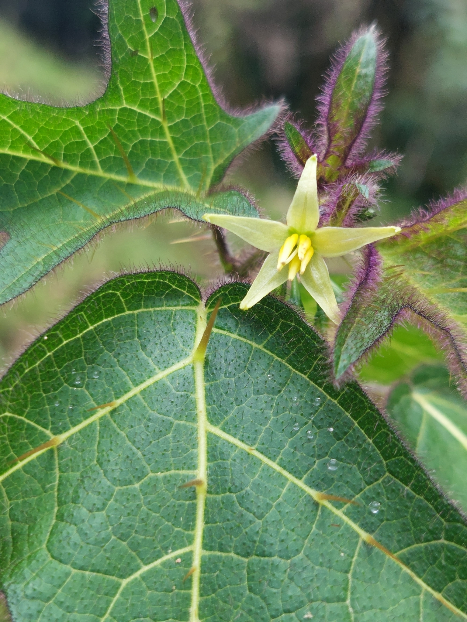 Solanum acerifolium