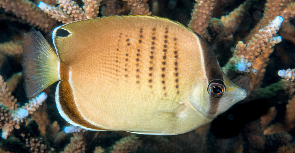 Assarius Butterflyfish