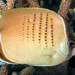 Western Butterflyfish - Photo (c) Wayne and Pam Osborn, some rights reserved (CC BY-NC), uploaded by Wayne and Pam Osborn