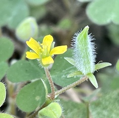 Oxalis corniculata