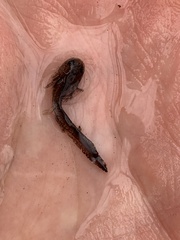 Ambystoma opacum