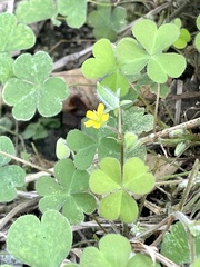 Oxalis corniculata