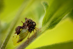 Cyphonia clavigera